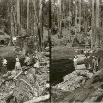 100 Inch Log near Guerneville