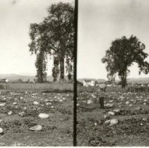 Squash Patch West of Santa Rosa