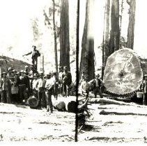 Log near Guerneville