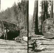 Log near Guerneville