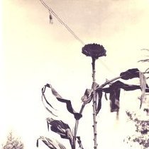 Boy with corn plant, sunflower and pumpkin