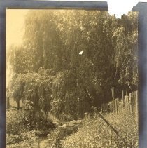 Stream- or slough-side vegetation