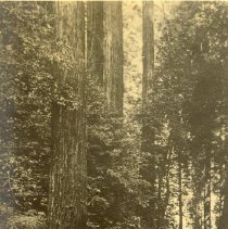 Dirt road through woods
