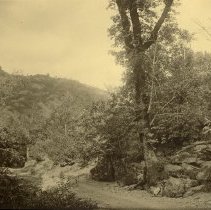 Dirt road through woods