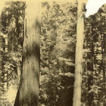 Dirt road through woods