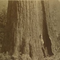 Man with Redwood Tree on Fitch Mountain