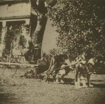 Jirah Luce Riding Miniature Dog-Pulled Wagon