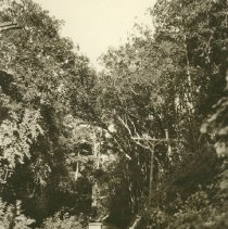 North Fitch Mtn. Rd. 1930