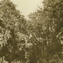 North Fitch Mtn. Rd. 1930
