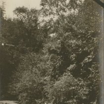 View near Skaggs Springs