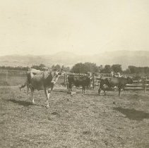 Corral on Kron Ranch