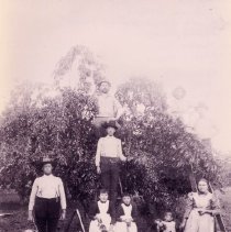 Picking Cherries at Glaser Ranch
