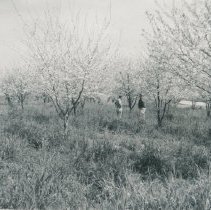 Vetch Coverage on Meader Prune Ranch