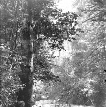 Negative, Glass Plate