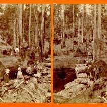 100 Inch Log near Guerneville