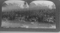 Tour of the World Stereograph Collection