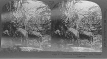 Tour of the World Stereograph Collection