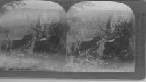 Tour of the World Stereograph Collection