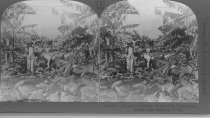 Tour of the World Stereograph Collection