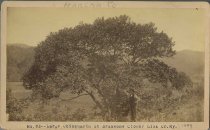 Rogers Clark Ballard Thruston Mountain Collection - RCBT-MT-133