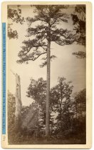 Rogers Clark Ballard Thruston Mountain Collection - RCBT-MT-138