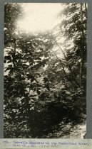 Rogers Clark Ballard Thruston Mountain Collection - RCBT-MT-203