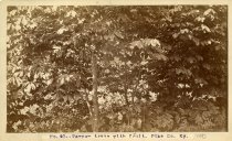 Rogers Clark Ballard Thruston Mountain Collection - RCBT-MT-226