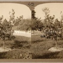 Chestnut tree near drive leading to the powerhouse