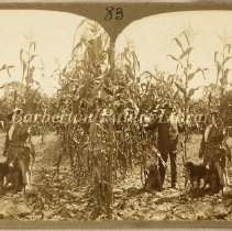 Mr. and Mrs. Ohio C. Barber standing by cornstalks
