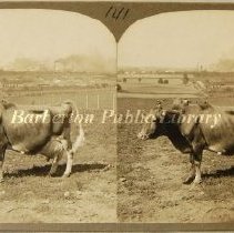 View looking west from Barn #3 (Cow Barn) toward poultry department