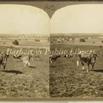 View toward the vegetable greenhouses from west of Barn #3 (Cow Barn)