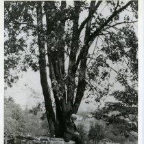 Whitman Cross on the south terrace (2008.260.17)