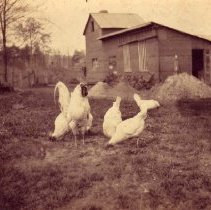 Chickens (1000.124.11)