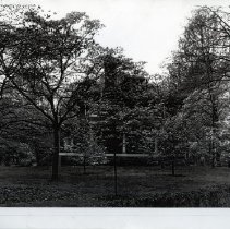 Dogwood trees (2008.286.09)