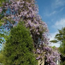 6 East Kirke Street, Chevy Chase, MD