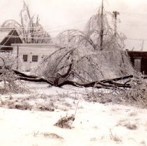 Ice storm, Jan 1937 & Dec 1949