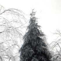 Ice storm, Jan 1937 & Dec 1949