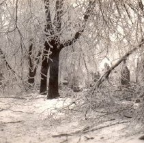 Ice storm, Jan 1937 & Dec 1949