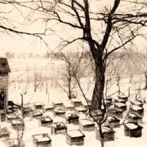 Beehives north of Robbins Home