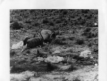 Remains of #3 B-28 after impact detonation of high explosive