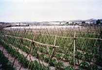 Tomatoes Field, Palomares, Spain in background.  1996