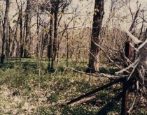Cemetery - Busch Wildlife area