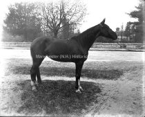 Rebecca Chimes, mare belonging to F. M. Caswell