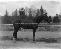 Rebecca Chimes, mare belonging to F. M. Caswell