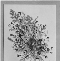 Page 65 photo detail