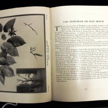 Illustration and description