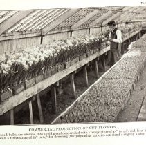 Commercial grower photo