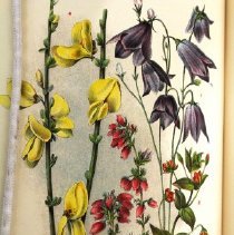 Detail of inside illustration