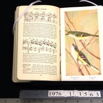 Sample illustration, vireos