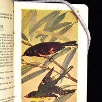 Sample illustration, warblers